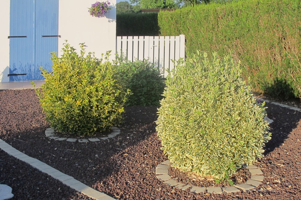 Arbustes décorant le jardin pierrier À la découverte du jardin